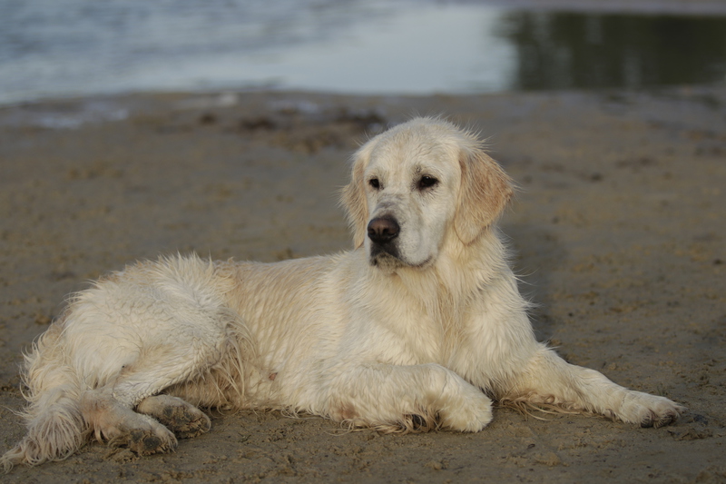 10 Best Small Dog Breeds For Limited Space